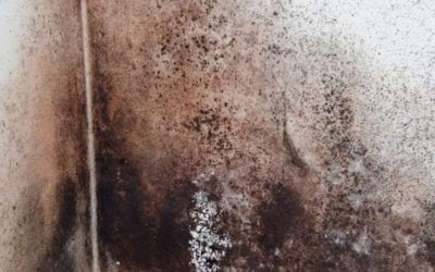 How to Spot Mold